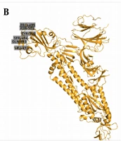Gene Cell Tissue